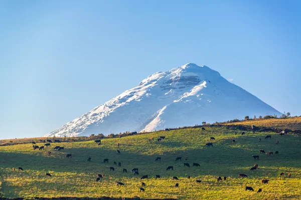 Volcán Cotopaxi y Ganadería — Foto de Stock