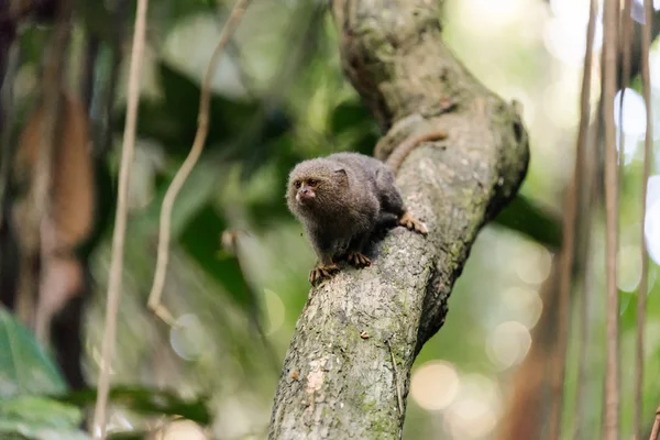 Pygmy Monkey on a Brach — Stock Photo, Image