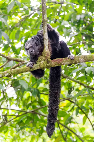 Mönch saki Affe und Schwanz — Stockfoto