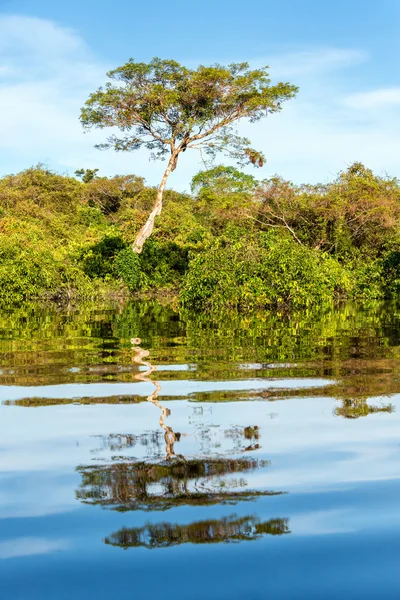 Reflexão na selva na amazônia — Fotografia de Stock