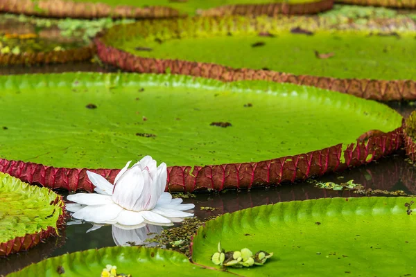 Victoria Amazonica Flower — Stok Foto