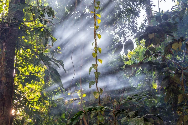 Jungle Light Beams — Stock Photo, Image