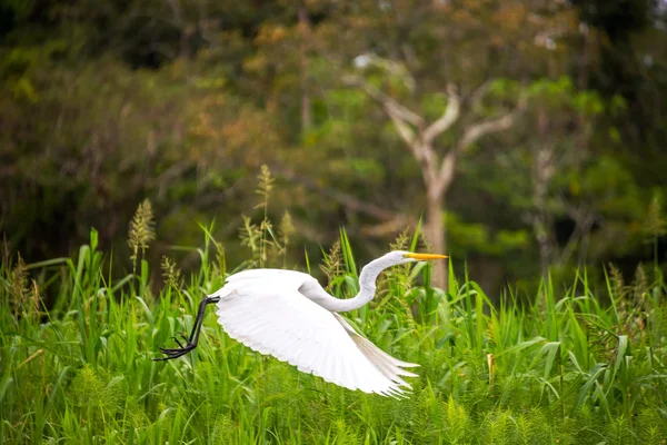 Velký bílý Heron letu — Stock fotografie