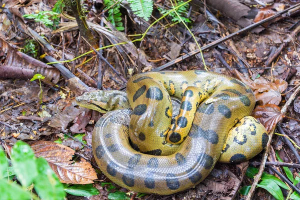 Gele Anaconda — Stockfoto