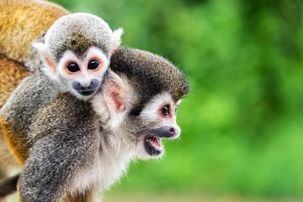 Singe écureuil Mère et enfant — Photo