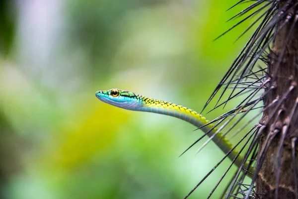 Serpiente verde, azul y amarilla Fotos de stock libres de derechos
