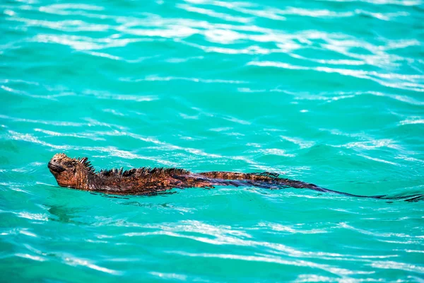 Iguana marinha natação Imagens De Bancos De Imagens Sem Royalties