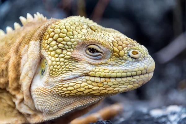 Tierra Iguana Primer plano — Foto de Stock