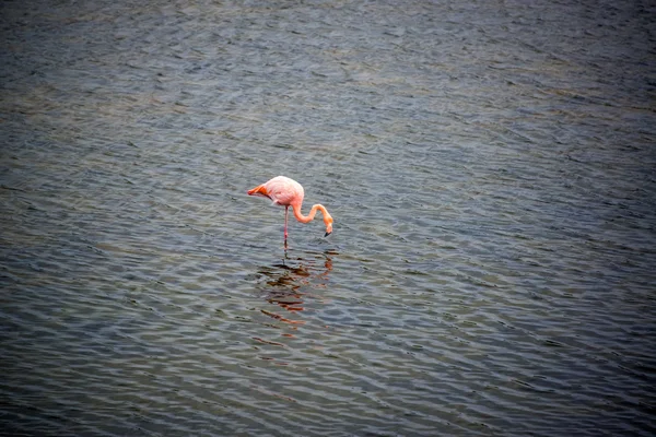 Flamingo v rybníku — Stock fotografie