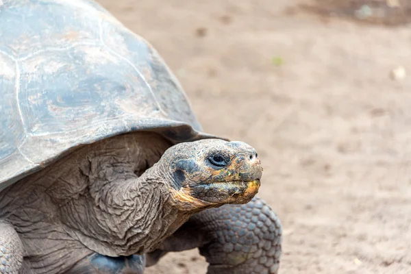 Galápagos Tortuga —  Fotos de Stock