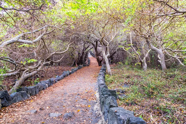 Ruta forestal —  Fotos de Stock