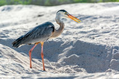 Great Blue Heron in Galapagos clipart