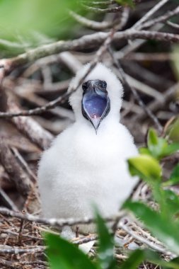 Red Footed Booby Chick clipart