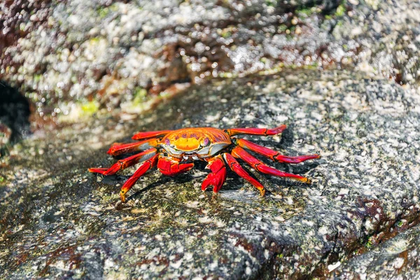 Crabe des pieds légers Sally — Photo