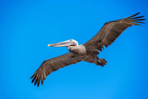 Pelican in Flight — Stock Photo, Image