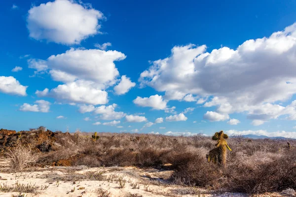 Пустынный Галапагосский пейзаж — стоковое фото