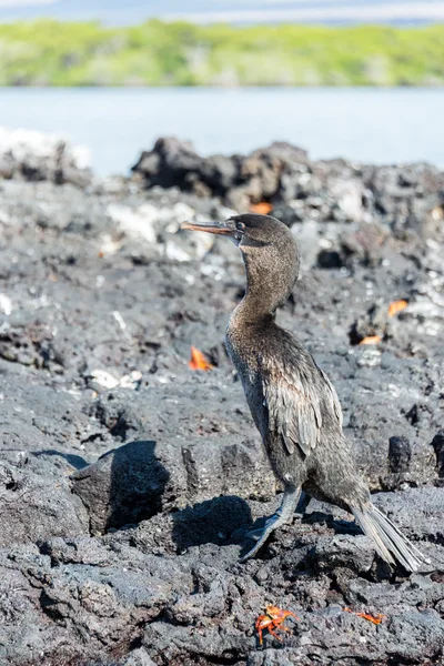 Flightless Cormorant — Stock Photo, Image
