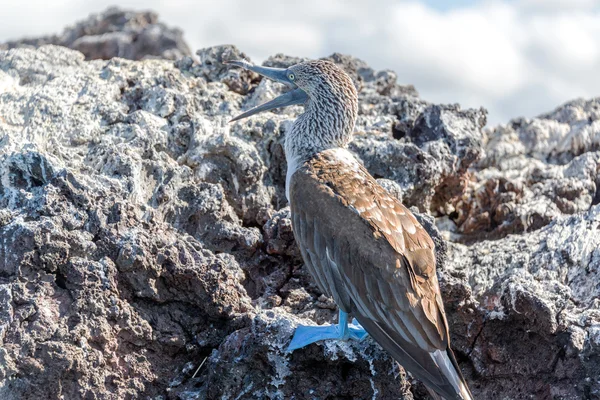 Modrá pata stránky nekňuba — Stock fotografie