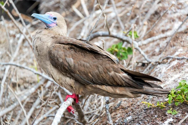 Červené pata stránky nekňuba — Stock fotografie