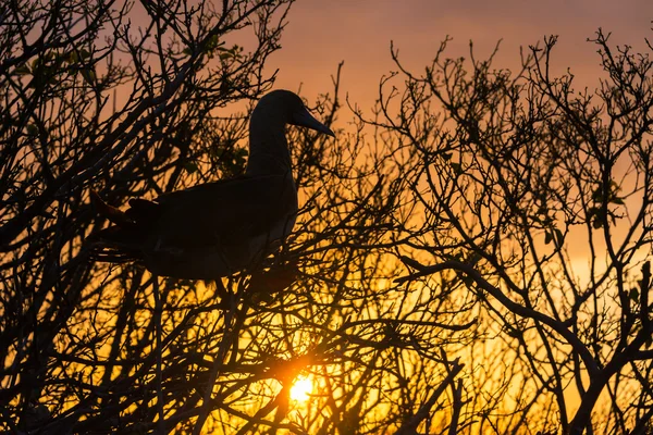 Red Footed Booby Sunset — Stock Photo, Image