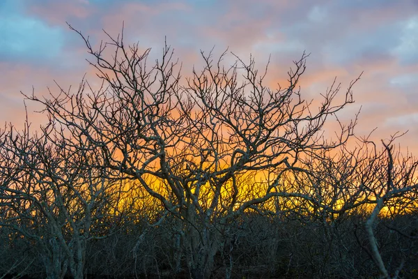 Árvores torcidas por do sol — Fotografia de Stock