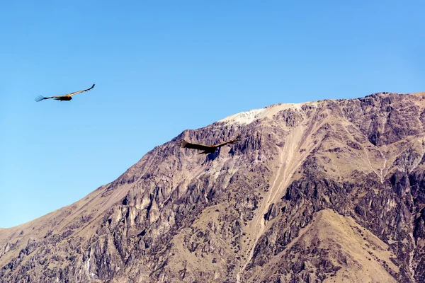 Colca Canyon and Condors — Stock Photo, Image