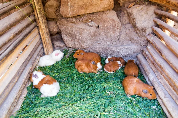 Cerdos de Guinea en Perú — Foto de Stock