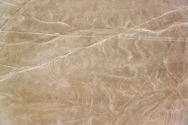 Nazca Lines Monkey Closeup — Stock fotografie