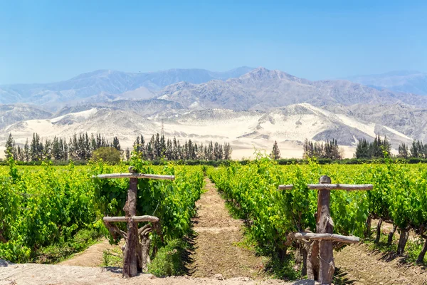 Weelderige Pisco wijngaard in Peru — Stockfoto