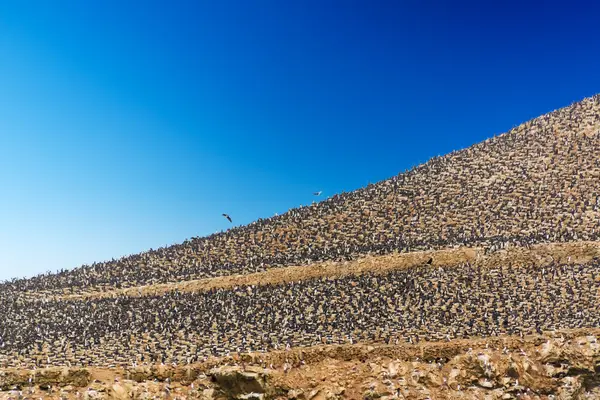 Pássaros em uma ilha — Fotografia de Stock