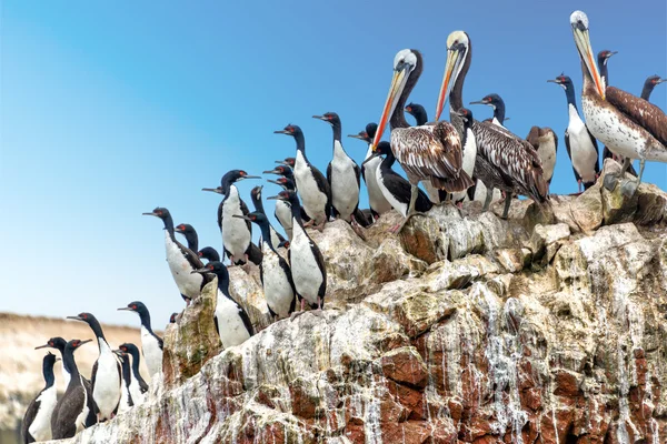 Pelícanos y cormoranes — Foto de Stock