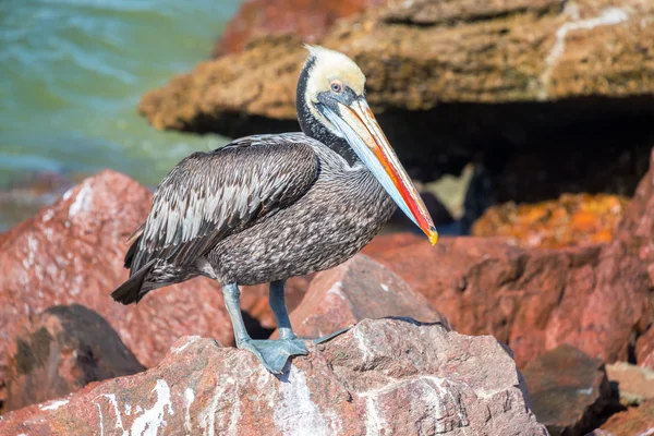Pelicano marrom no peru — Fotografia de Stock