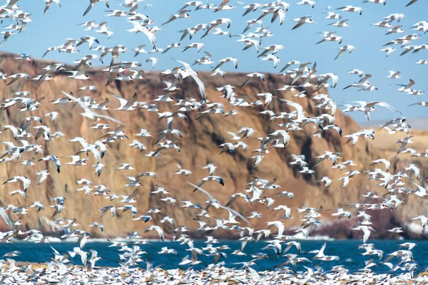 Elegant Tern Flock — Stock Photo, Image