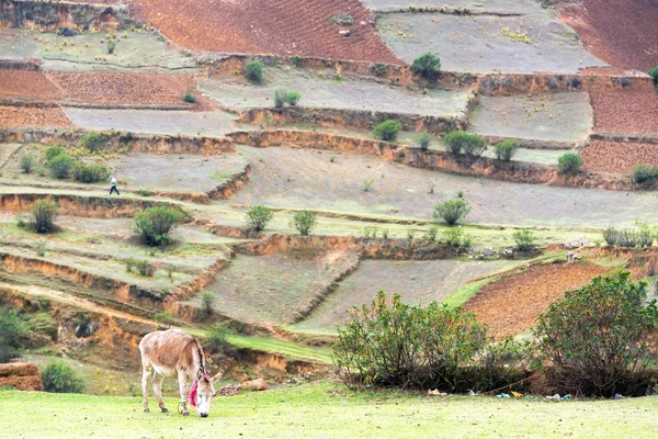 Burro e terraços — Fotografia de Stock