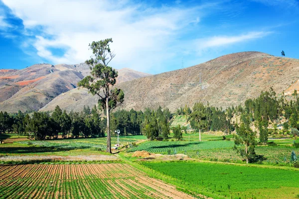 Campos verdes exuberantes no Peru — Fotografia de Stock