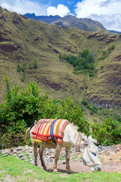 Donkey in de Cordillera Blanca in Peru — Stockfoto