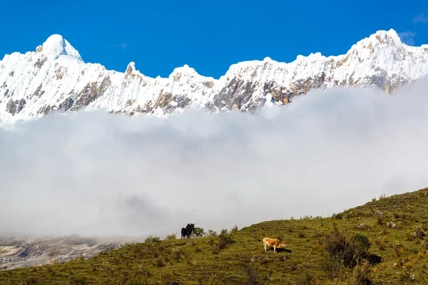 İnek ve Andes Dağları — Stok fotoğraf