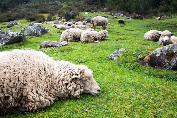 Ontspannen schapen — Stockfoto