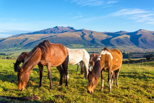 Paarden in Rural Ecuador — Stockfoto