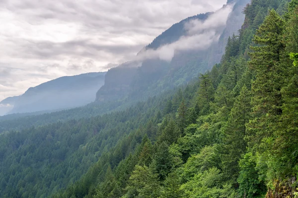 Forêt verte dense — Photo