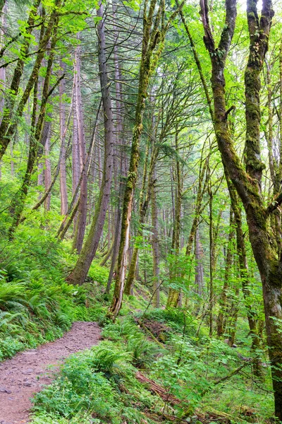 Trail och höga träd — Stockfoto