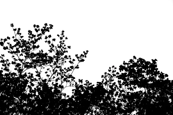 Träd grenar Cutout — Stockfoto