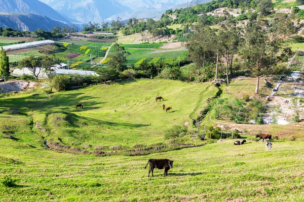 Groene weide in de buurt van Quito, Ecuador — Stockfoto