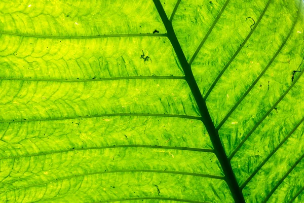 Veias e Folha Verde Abstrato — Fotografia de Stock