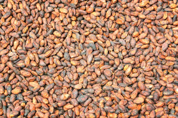 Trocknen von Kakaobohnen — Stockfoto