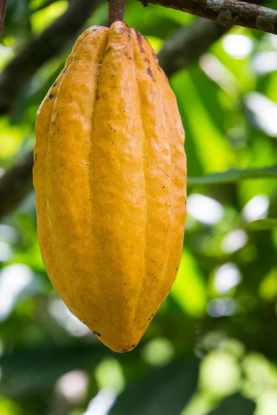 Cacao Pod verticale — Foto Stock