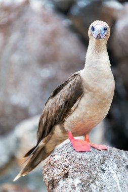 Red Footed Booby Vertical clipart