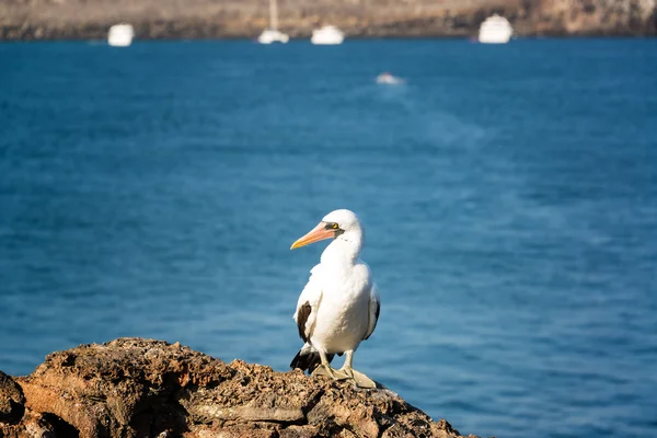 Nazca Booby on a Rock — Stock Photo, Image