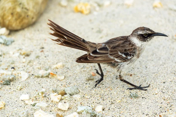 Small Brown Bird — Stock Photo, Image