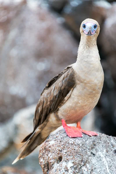 Červené pata stránky nekňuba vertikální — Stock fotografie